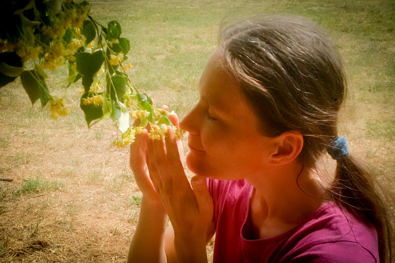 Teresa wącha kwiaty lipy